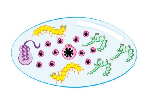 waterborne diseases